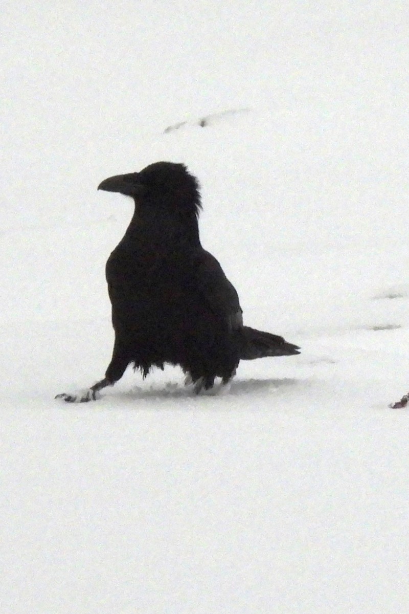 Common Raven - ML651053625