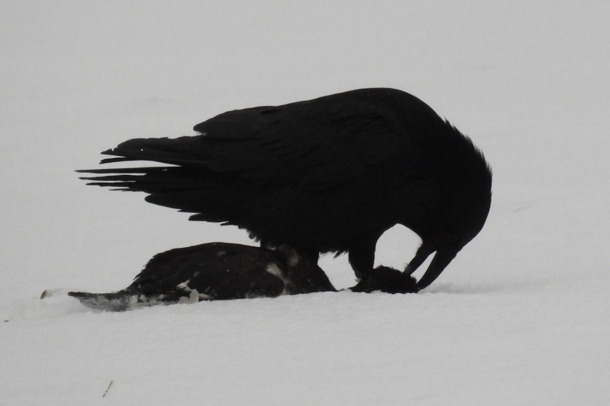 Common Raven - ML651053626