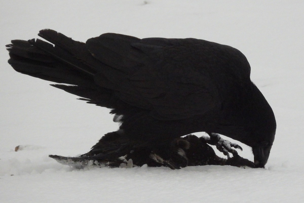 Common Raven - ML651053627
