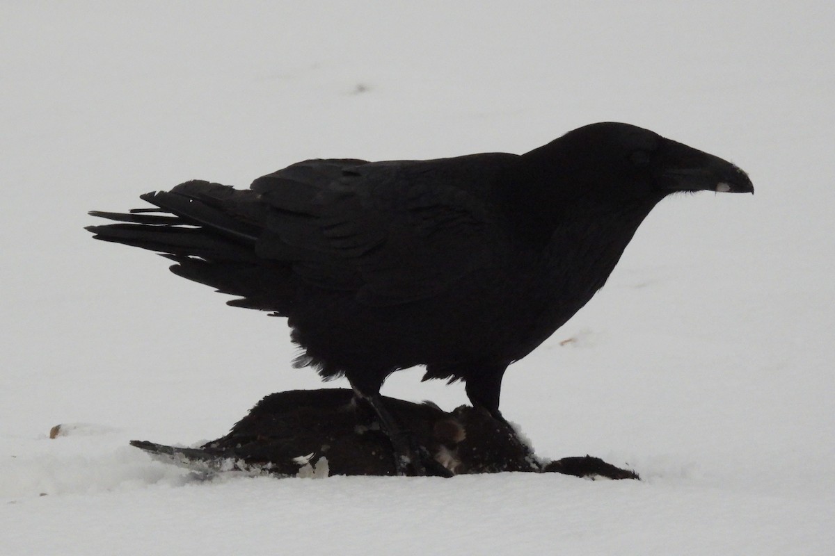 Common Raven - ML651053628