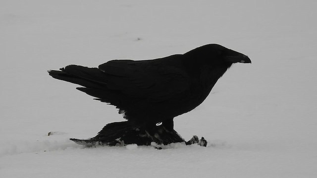 Common Raven - ML651053629
