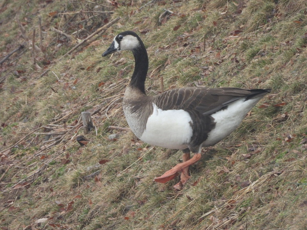 Graylag x Canada Goose (hybrid) - ML651053704