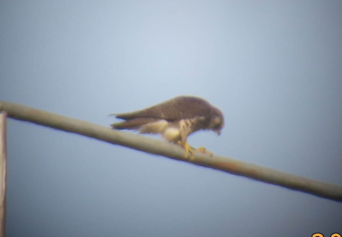 ハヤブサ - ML651053750