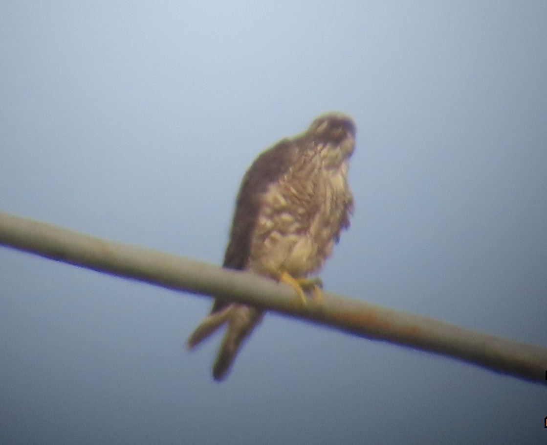 ハヤブサ - ML651053820