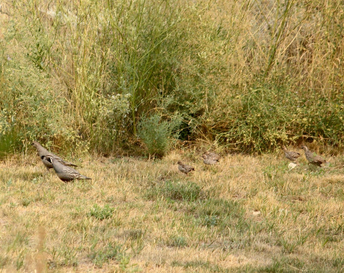 Colin de Californie - ML651054034