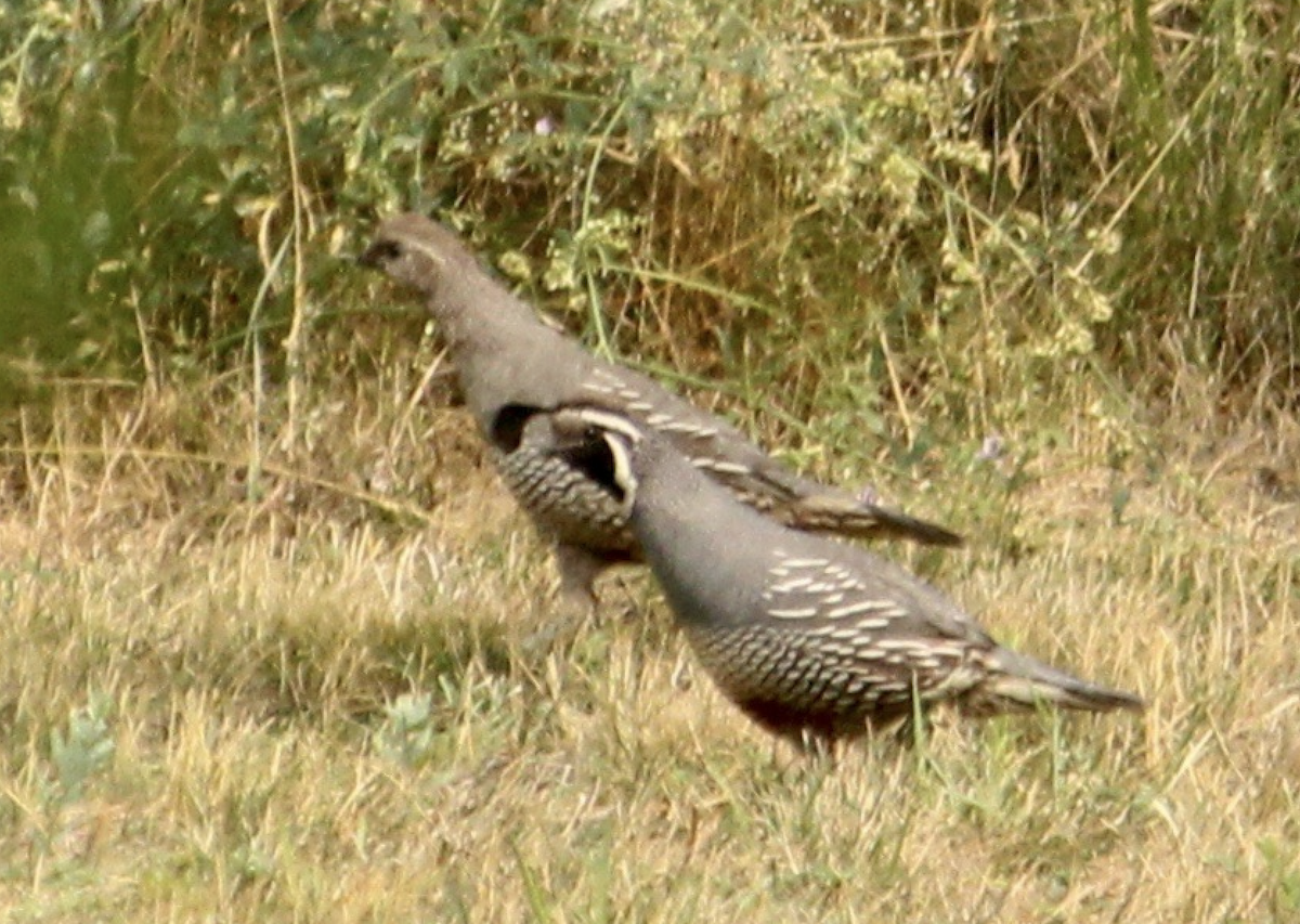 Colin de Californie - ML651054069