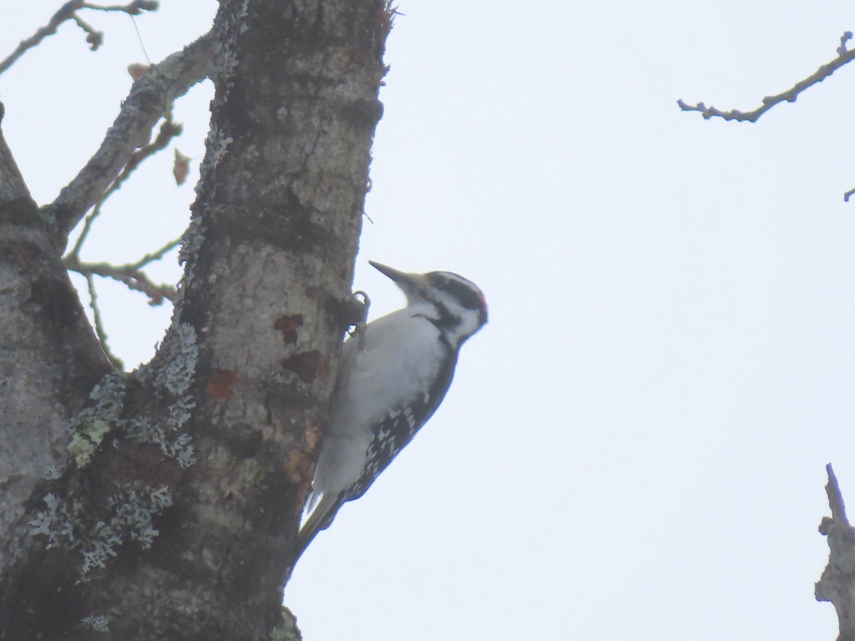 セジロアカゲラ - ML651054078