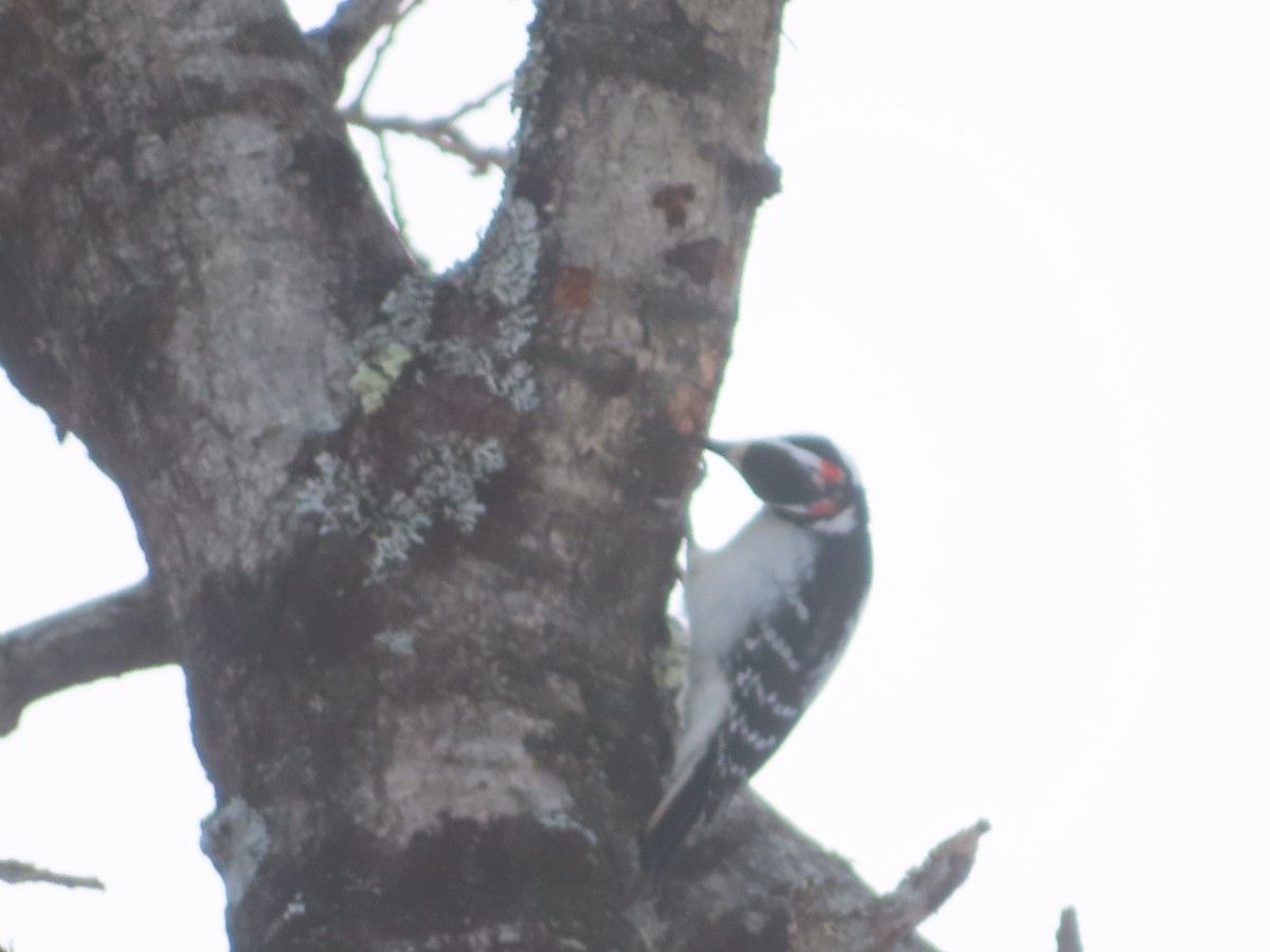 セジロアカゲラ - ML651054079