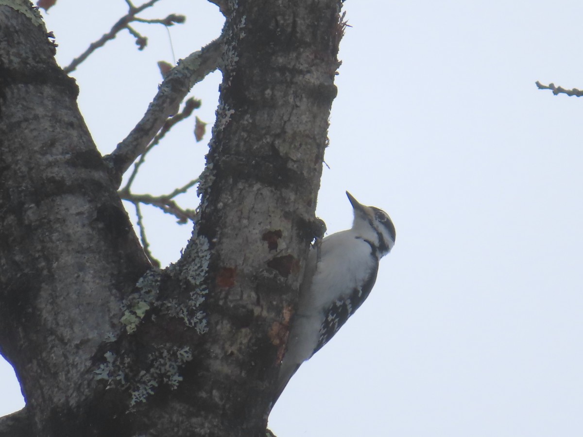 セジロアカゲラ - ML651054080