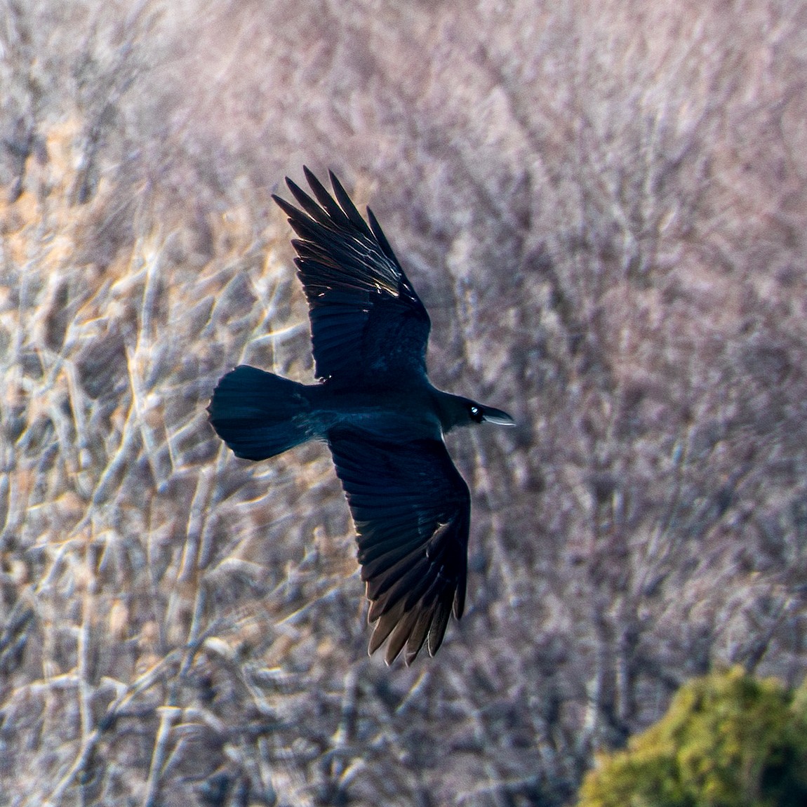 Common Raven - ML651054119