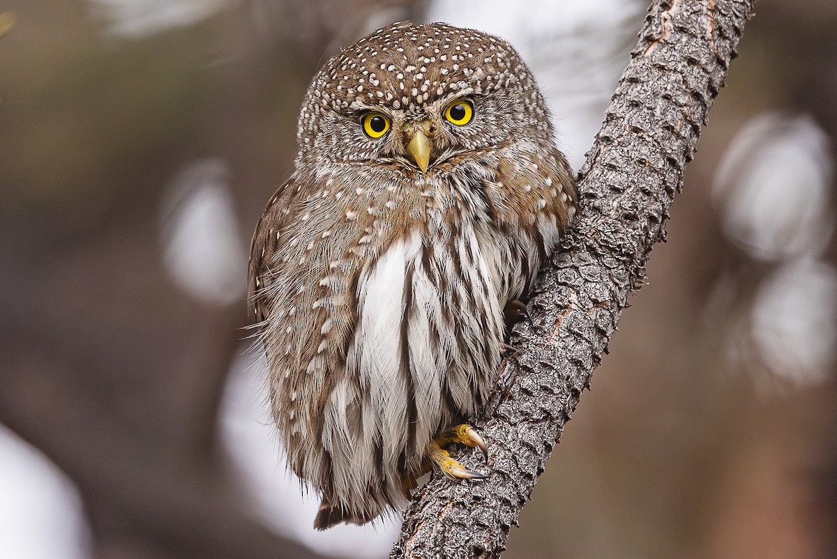 eBird Checklist - 15 Feb 2026 - Board Creek Rd to Canyon Rd - 12 species