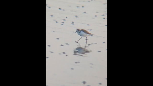 Tibetan Sand-Plover - ML651054392