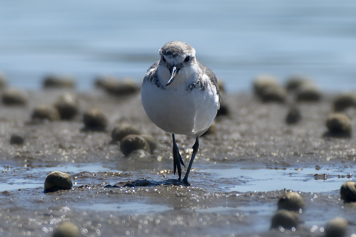 Wrybill - ML651054680