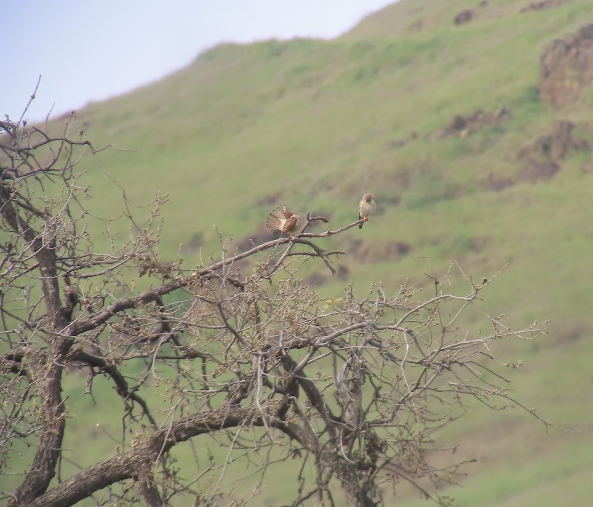 アメリカチョウゲンボウ - ML651054694