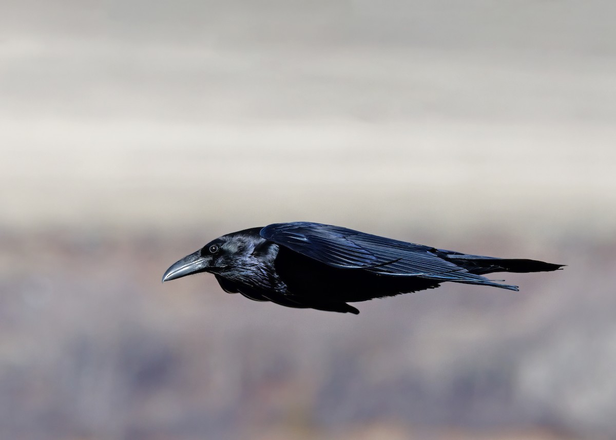 Common Raven - ML651054720