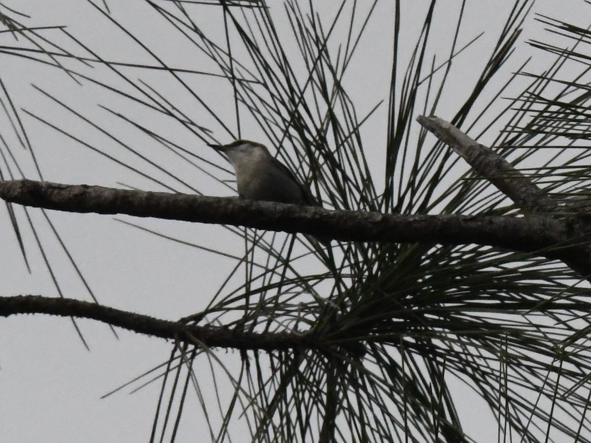 Boz Başlı Sıvacı - ML651054772