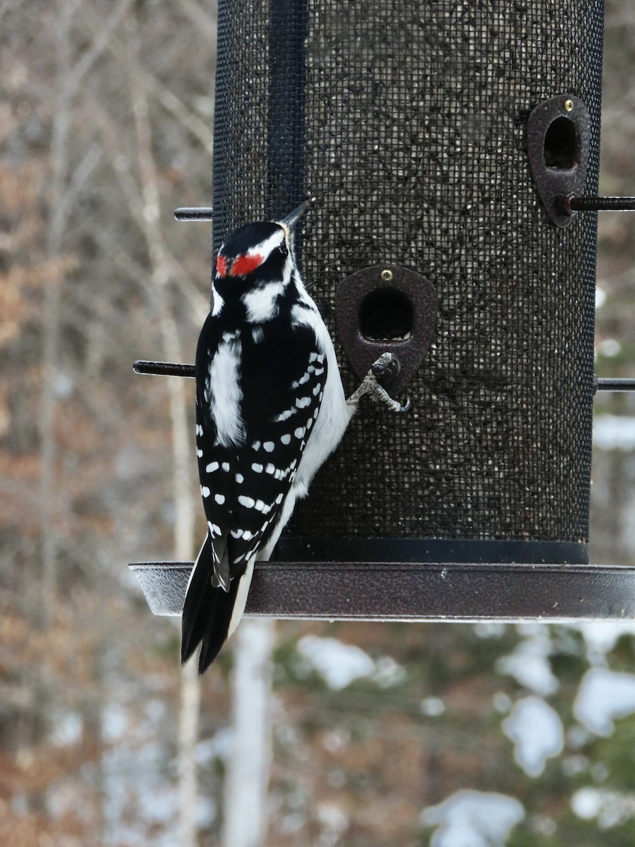 セジロアカゲラ - ML651054782