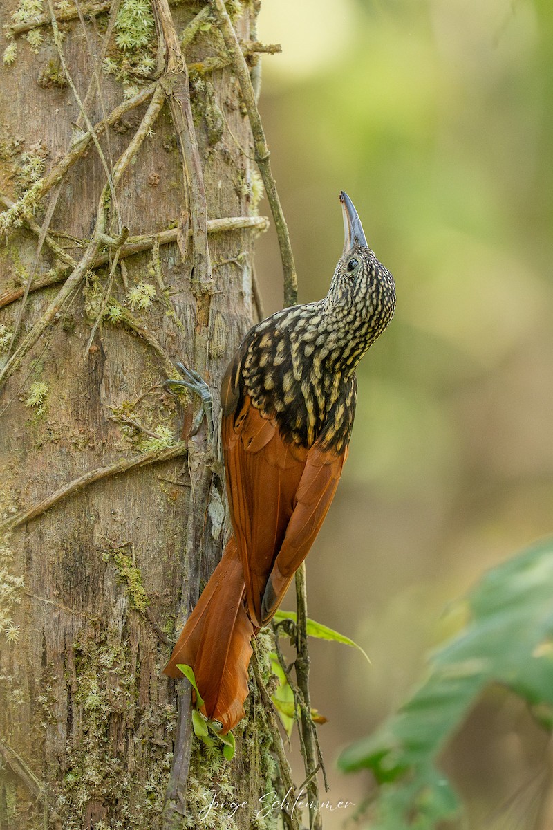 Black-striped Woodcreeper - ML651054816