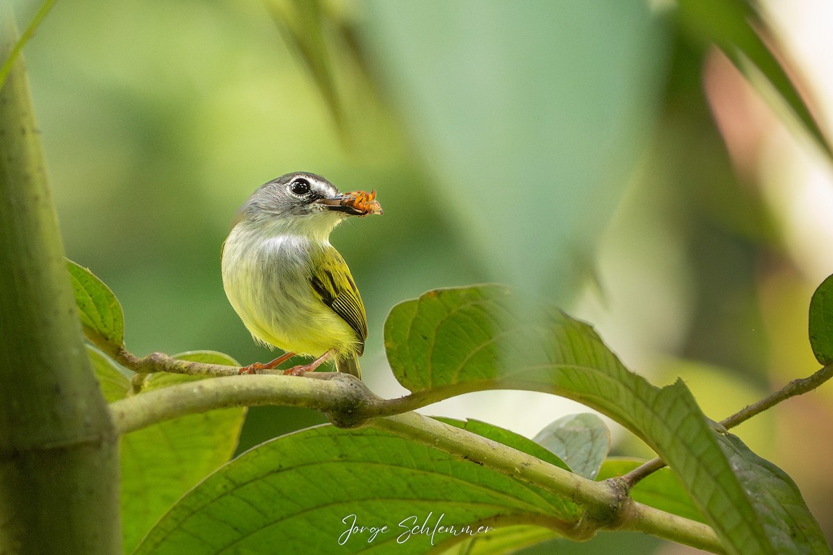 Black-capped Pygmy-Tyrant - ML651054836