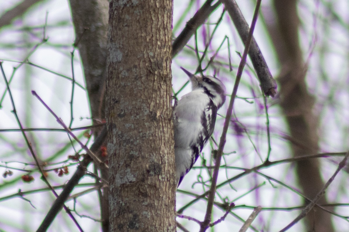 セジロアカゲラ - ML651054853