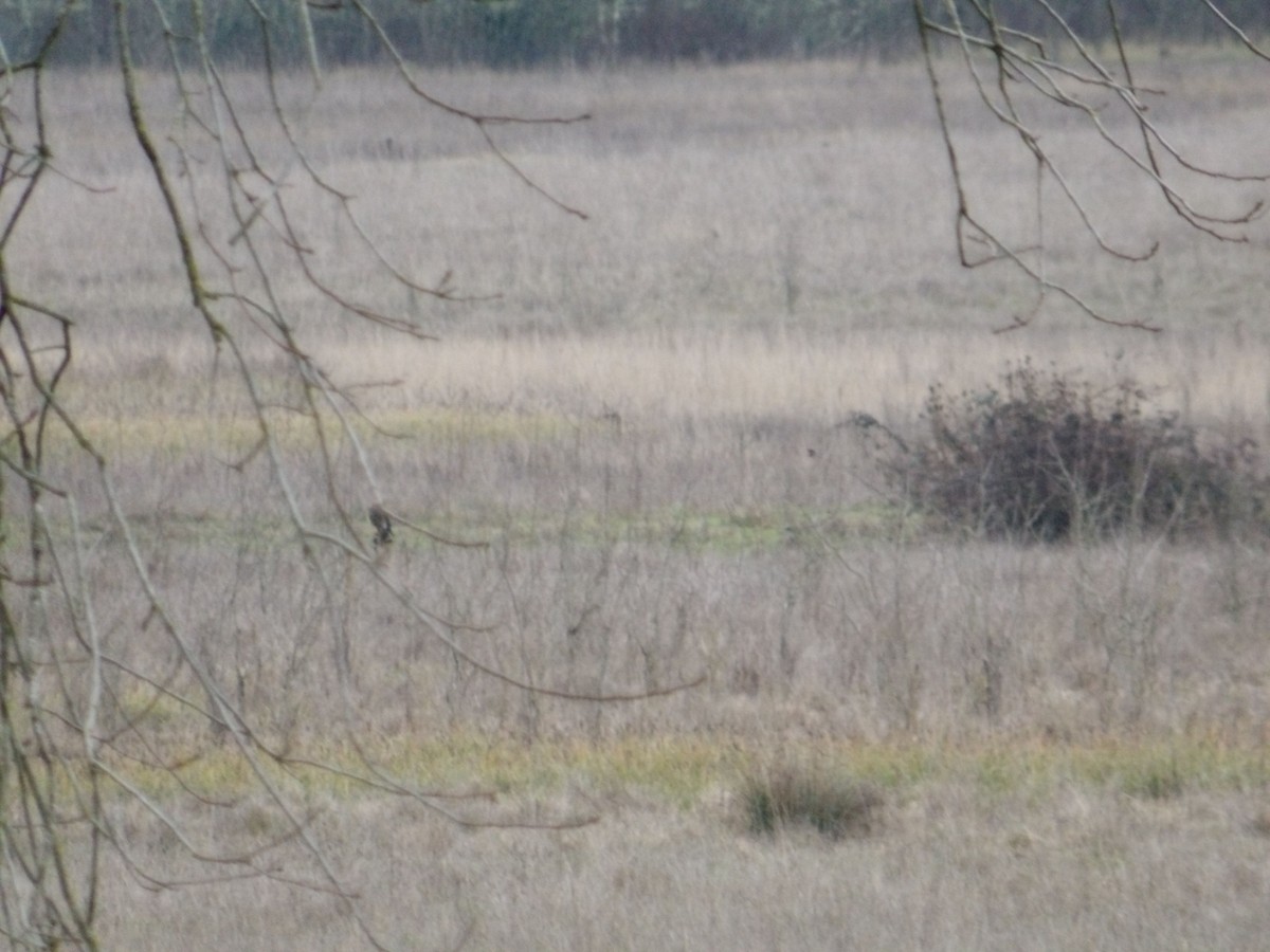 זרון אמריקני - ML651054869