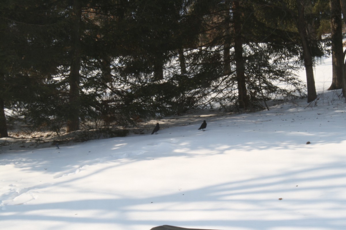 Common Raven - ML651054925