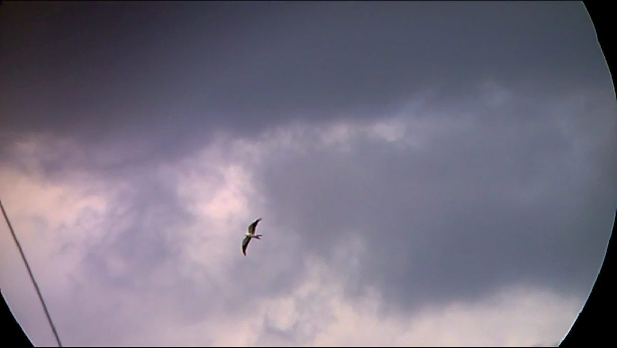 Swallow-tailed Kite - ML65105501