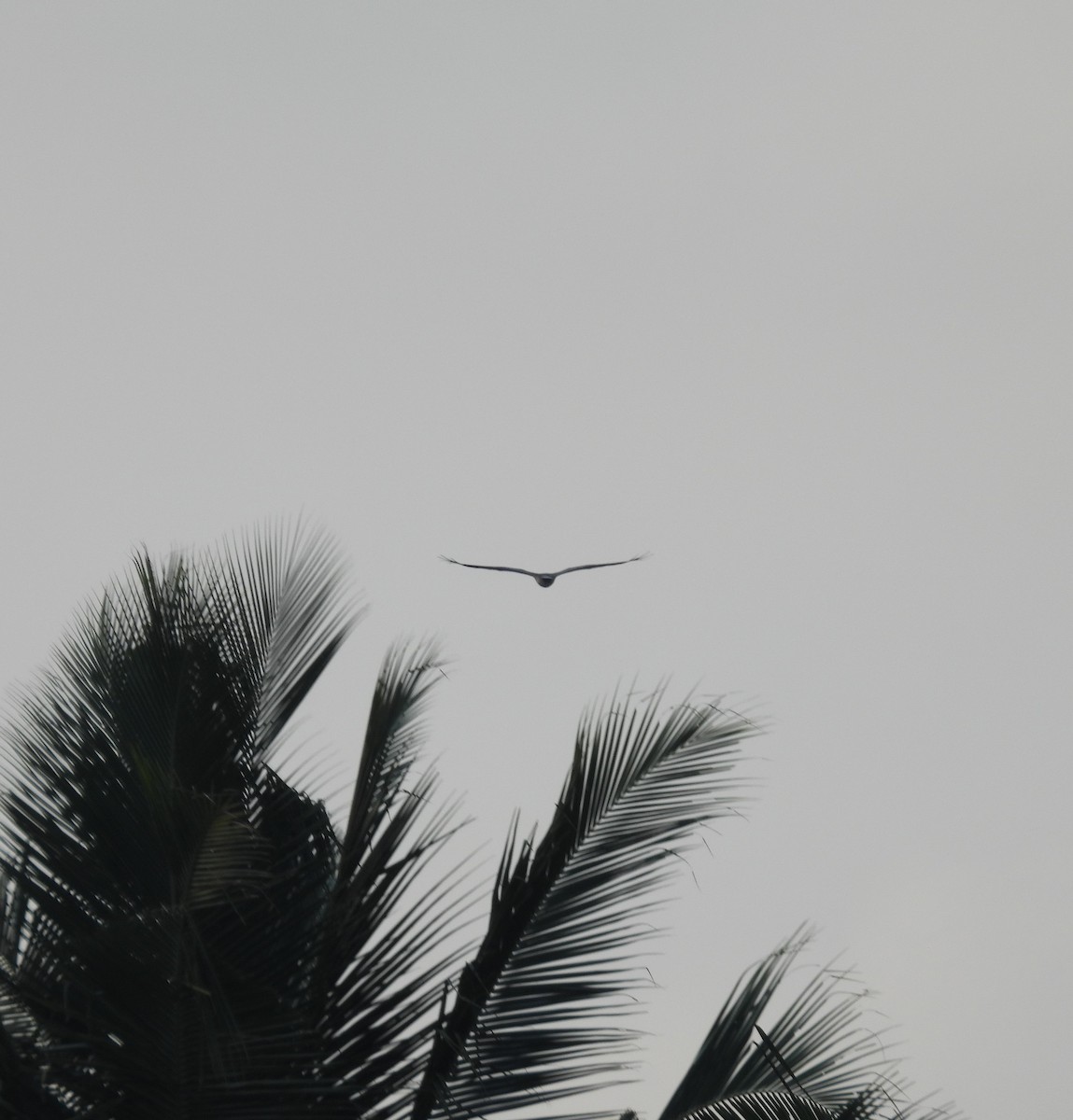 White-bellied Sea-Eagle - ML651055199