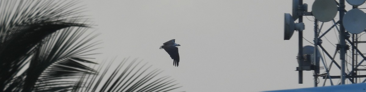 White-bellied Sea-Eagle - ML651055308