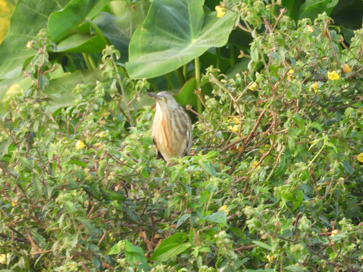 Yellow Bittern - ML651055317