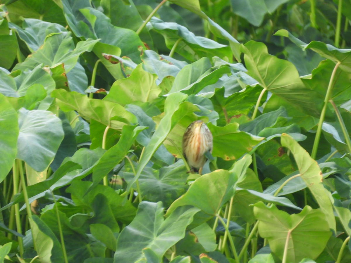 Yellow Bittern - ML651055325