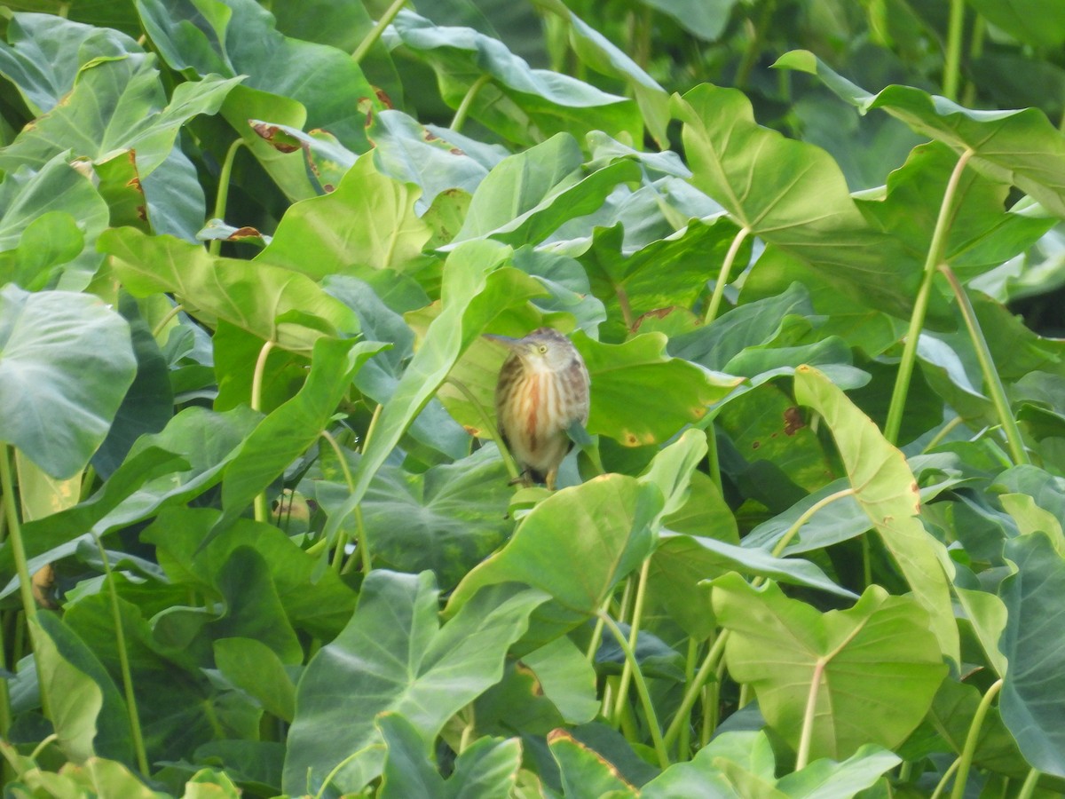 Yellow Bittern - ML651055327