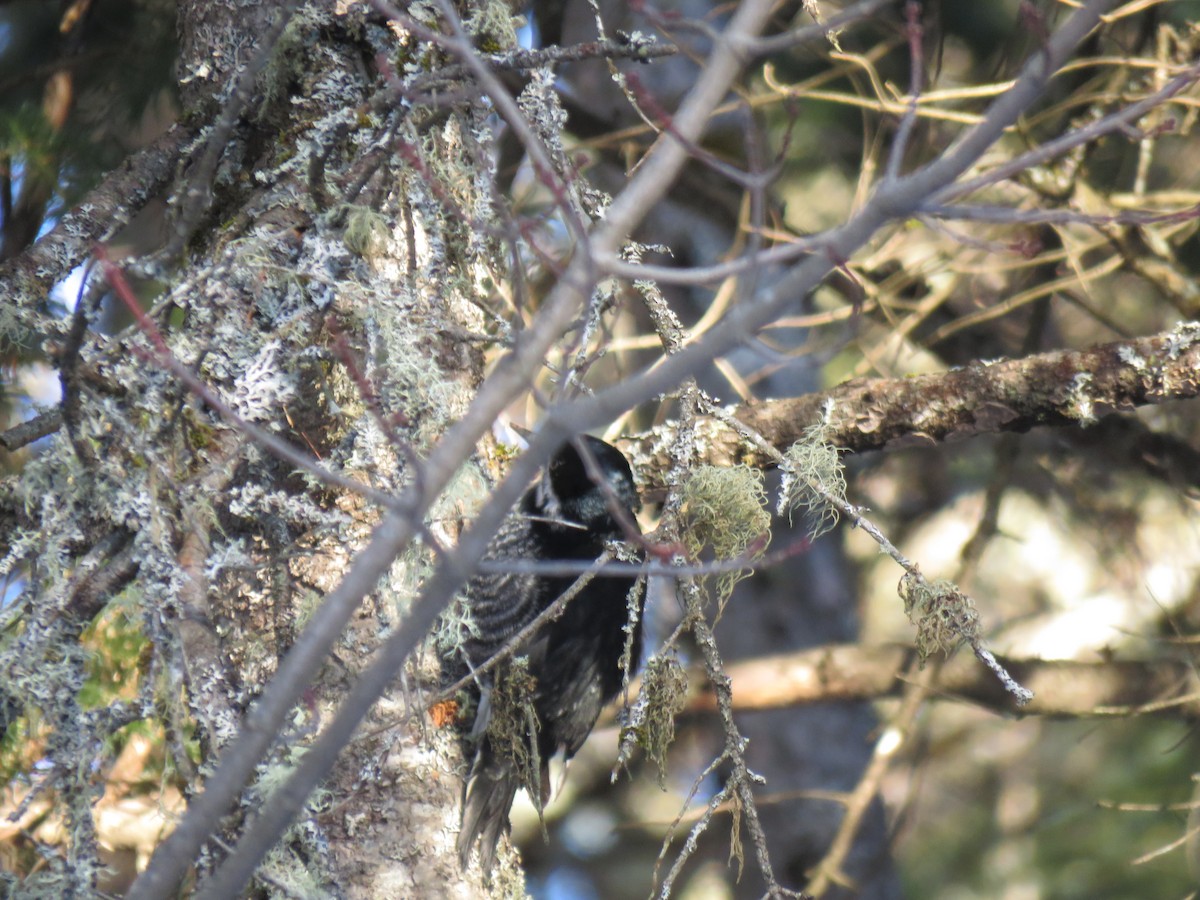 Black-backed Woodpecker - ML651055437