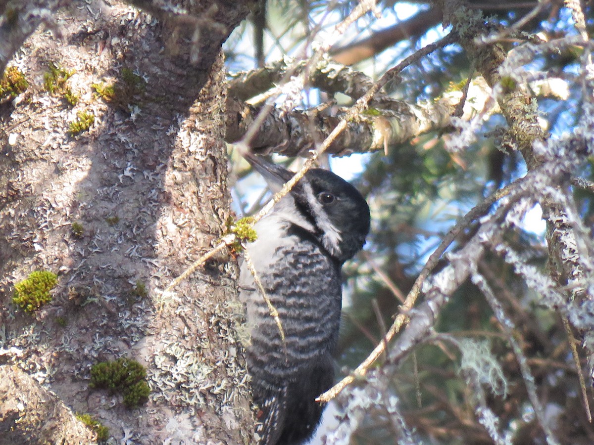 Black-backed Woodpecker - ML651055438