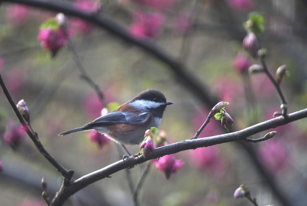 クロイロコガラ - ML651055457