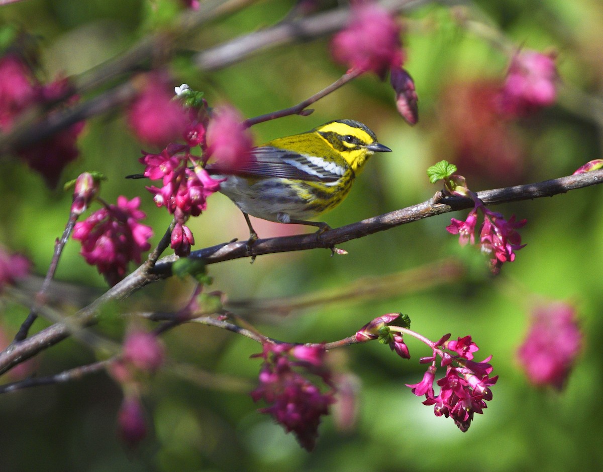 タウンゼンドアメリカムシクイ - ML651055498
