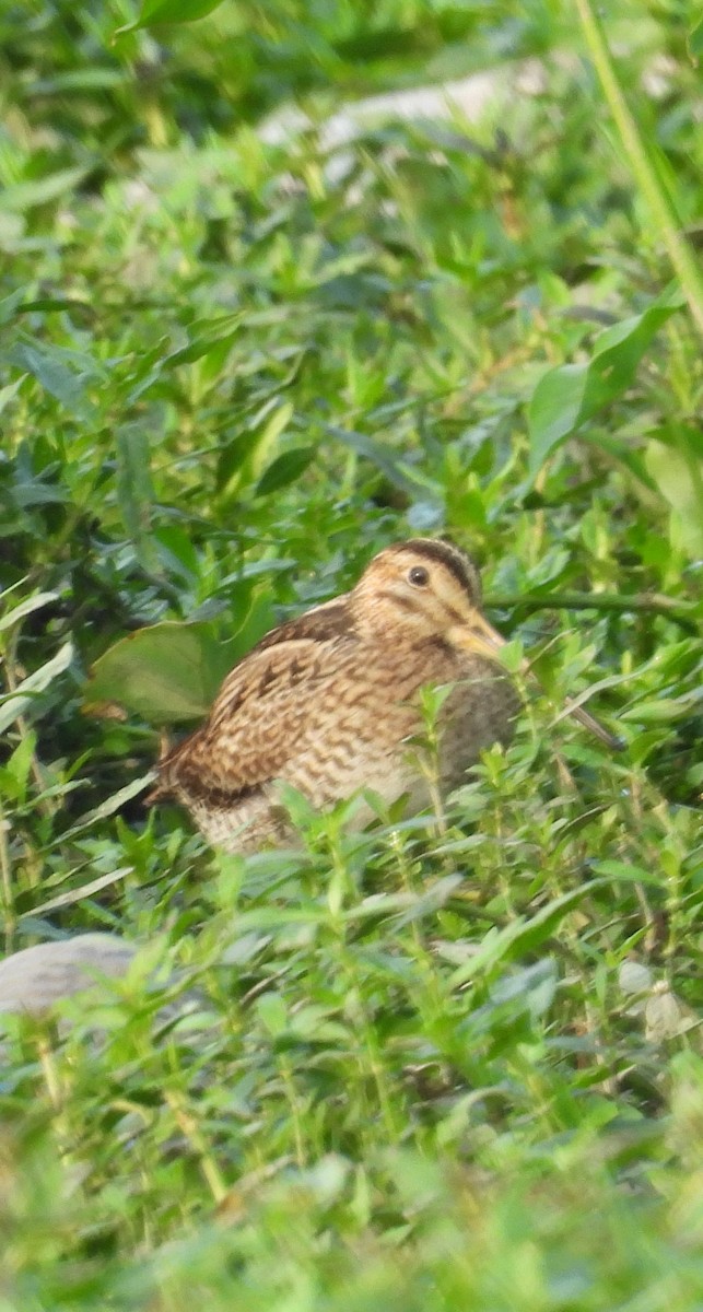 Pin-tailed Snipe - ML651055510