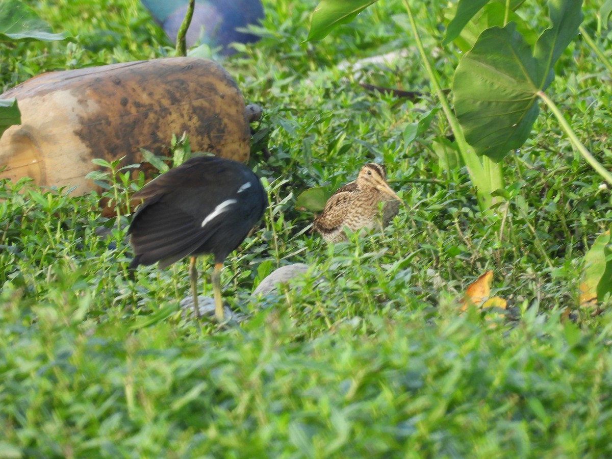 Pin-tailed Snipe - ML651055527