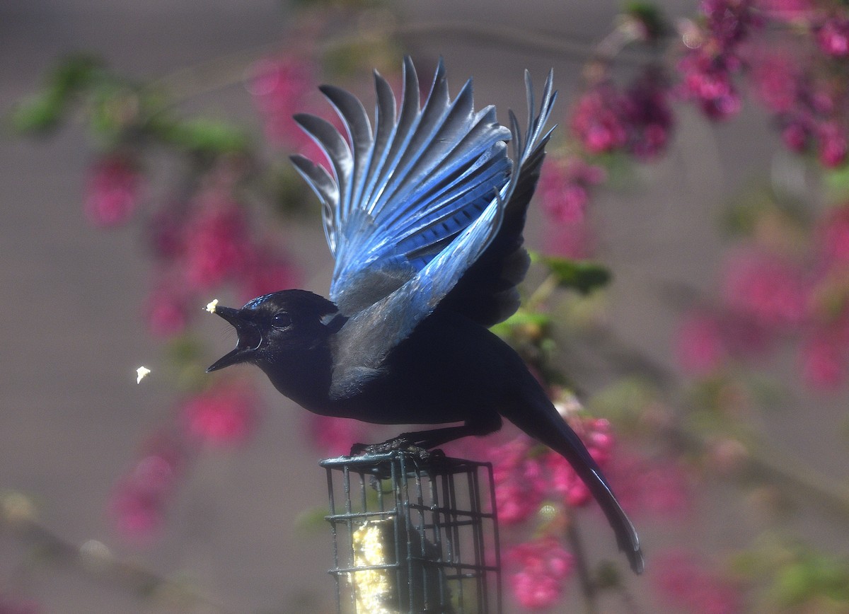 ステラーカケス - ML651055530