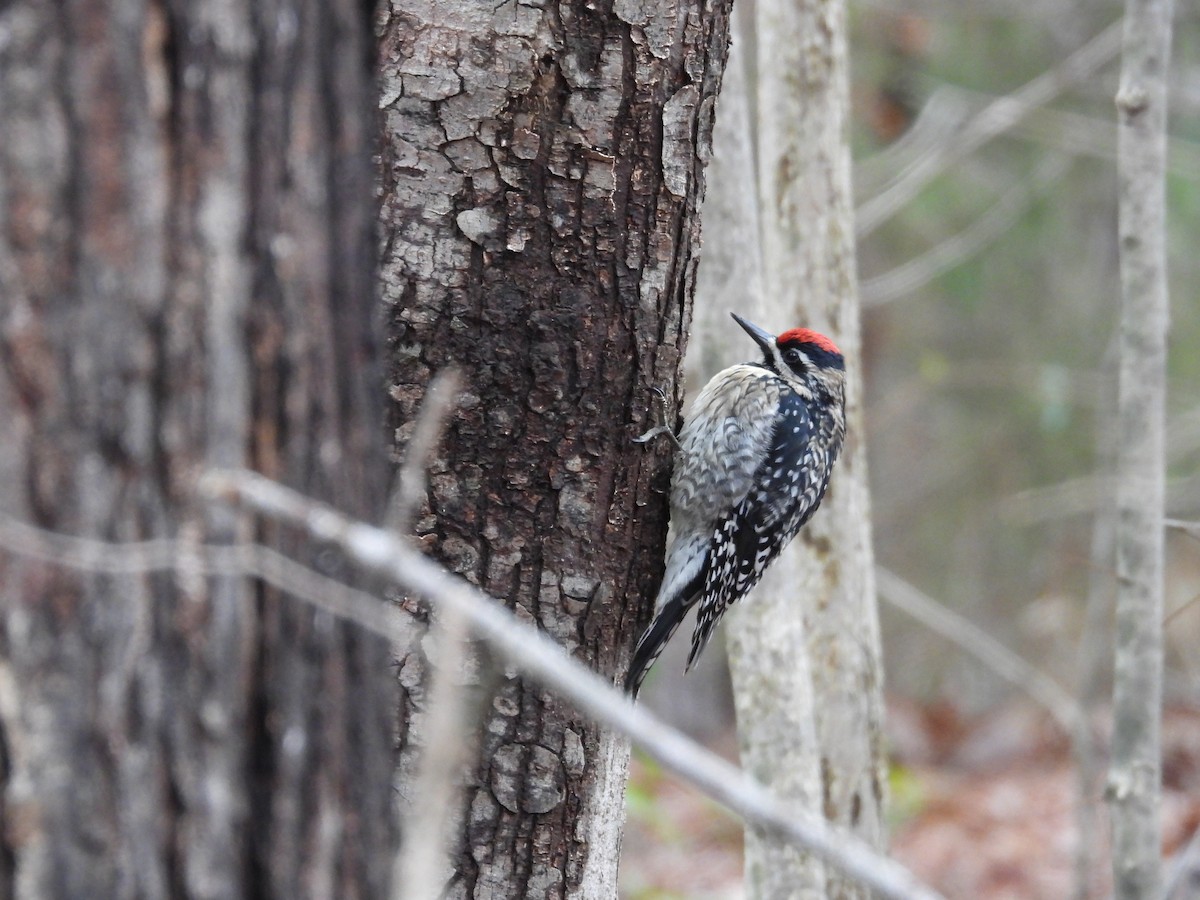 Sarı Karınlı Ağaçkakan - ML651055558