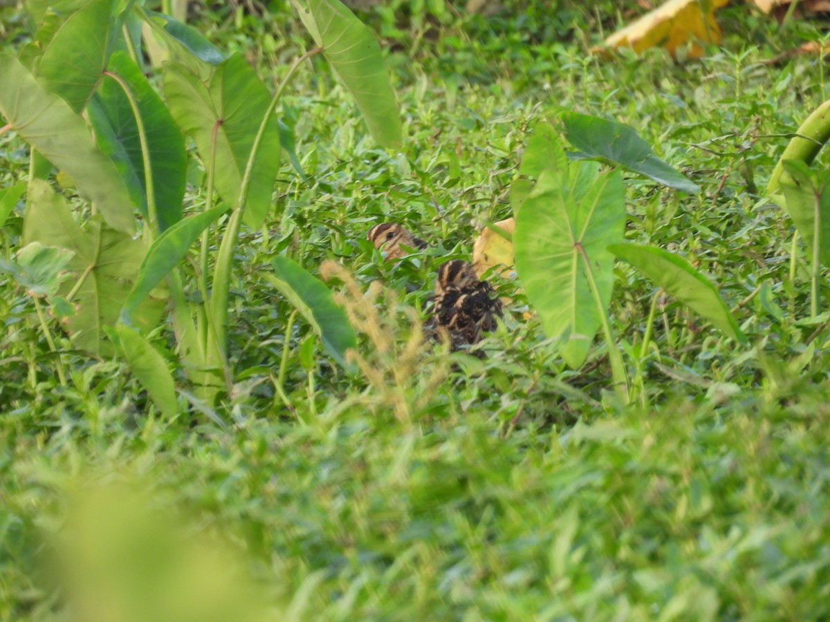 Pin-tailed Snipe - ML651055561