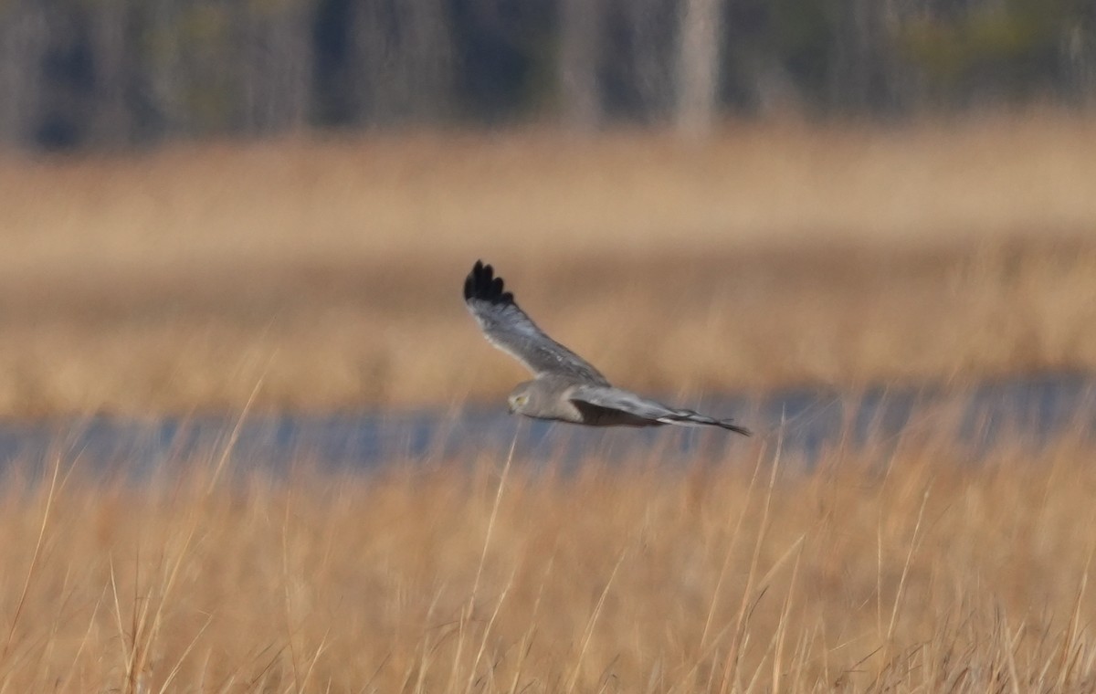 זרון אמריקני - ML651055565