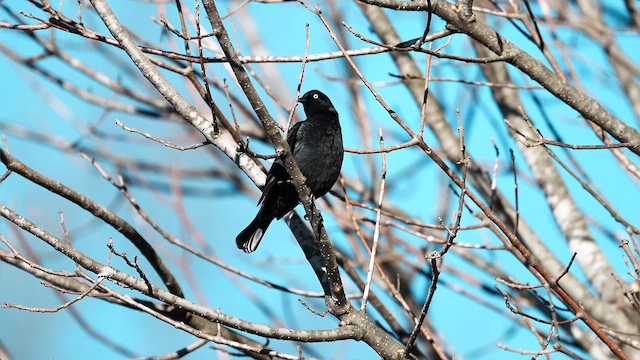 Трупіалець північний - ML651055583