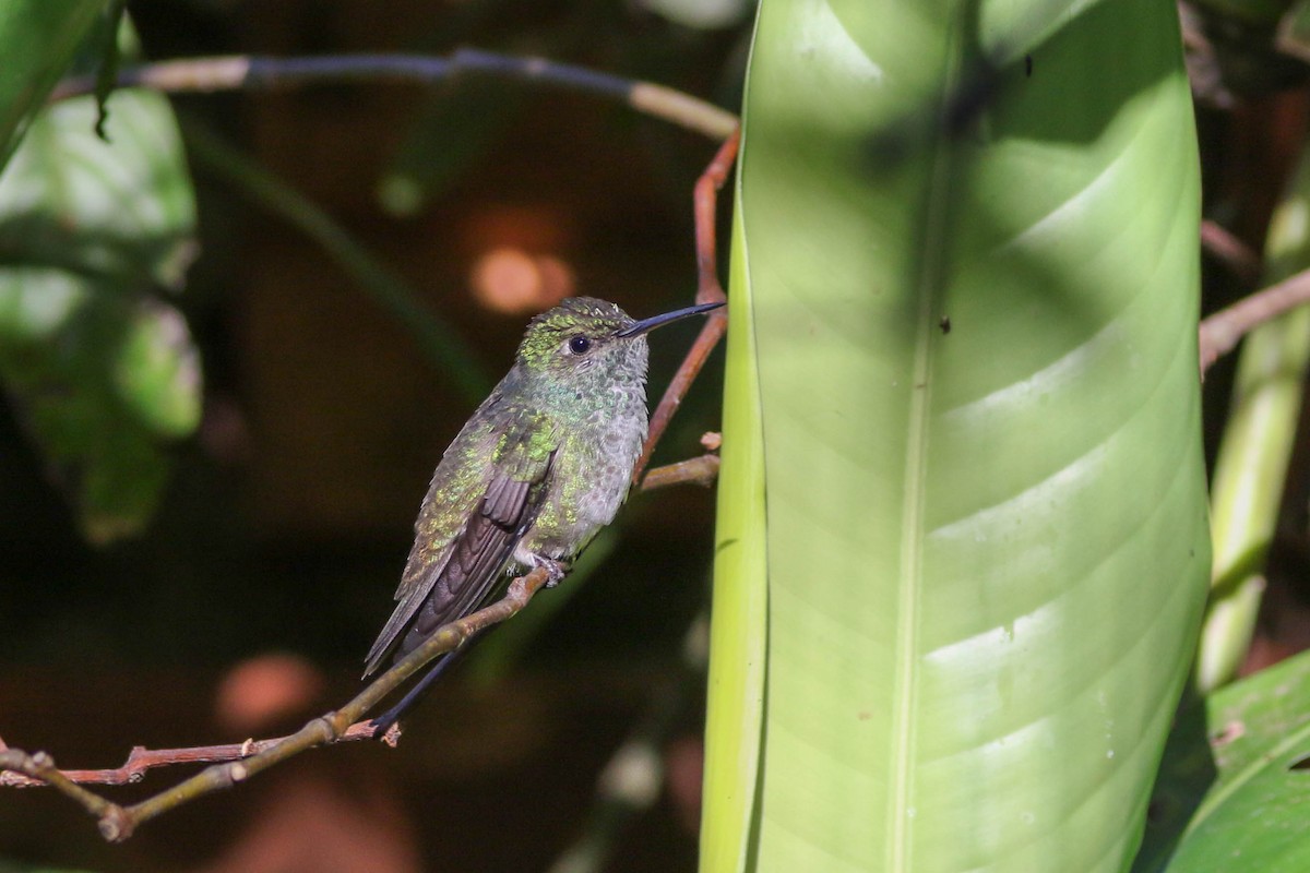 Versicolored Emerald - ML651055620