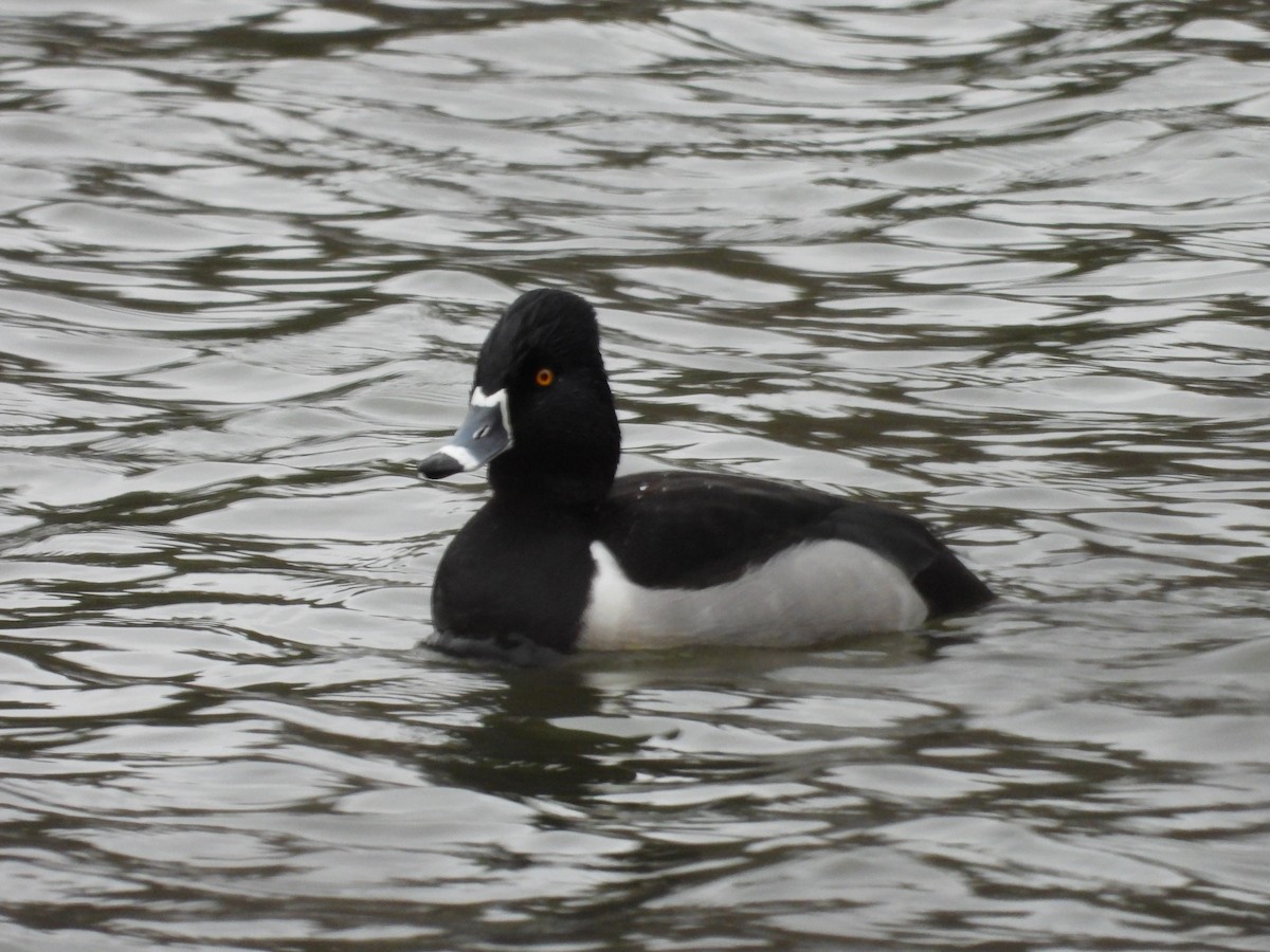 Halkalı Patka - ML651055693