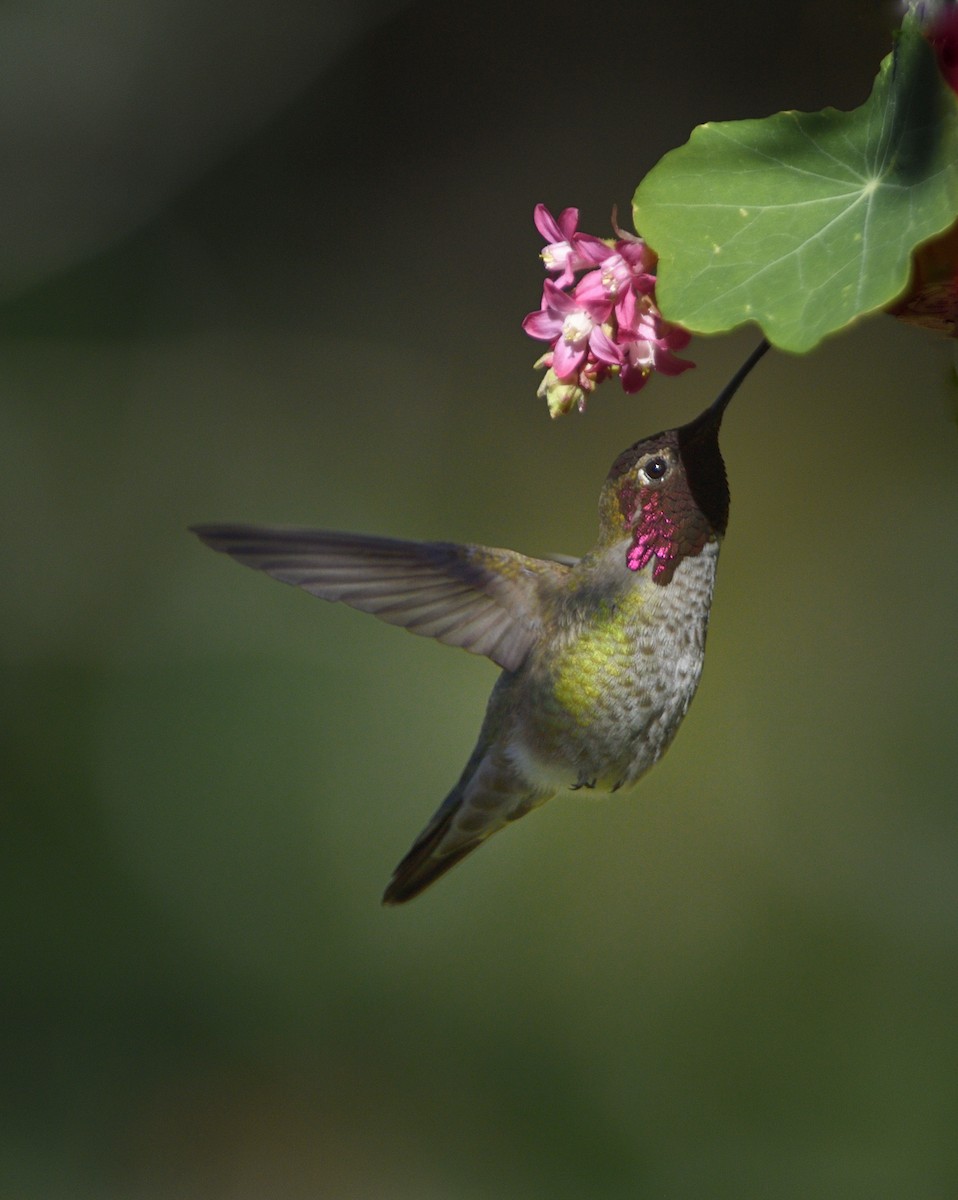アンナハチドリ - ML651055697
