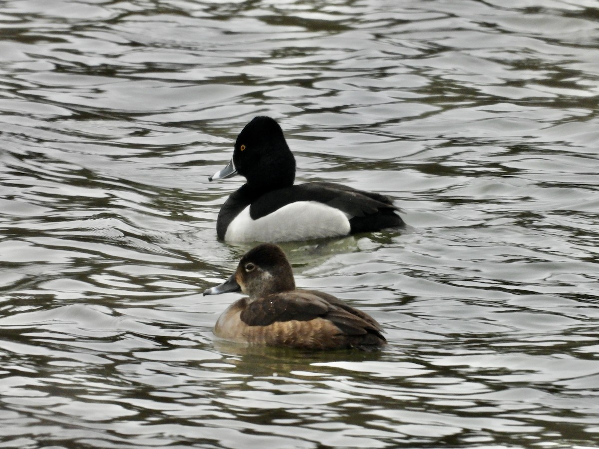 Halkalı Patka - ML651055734