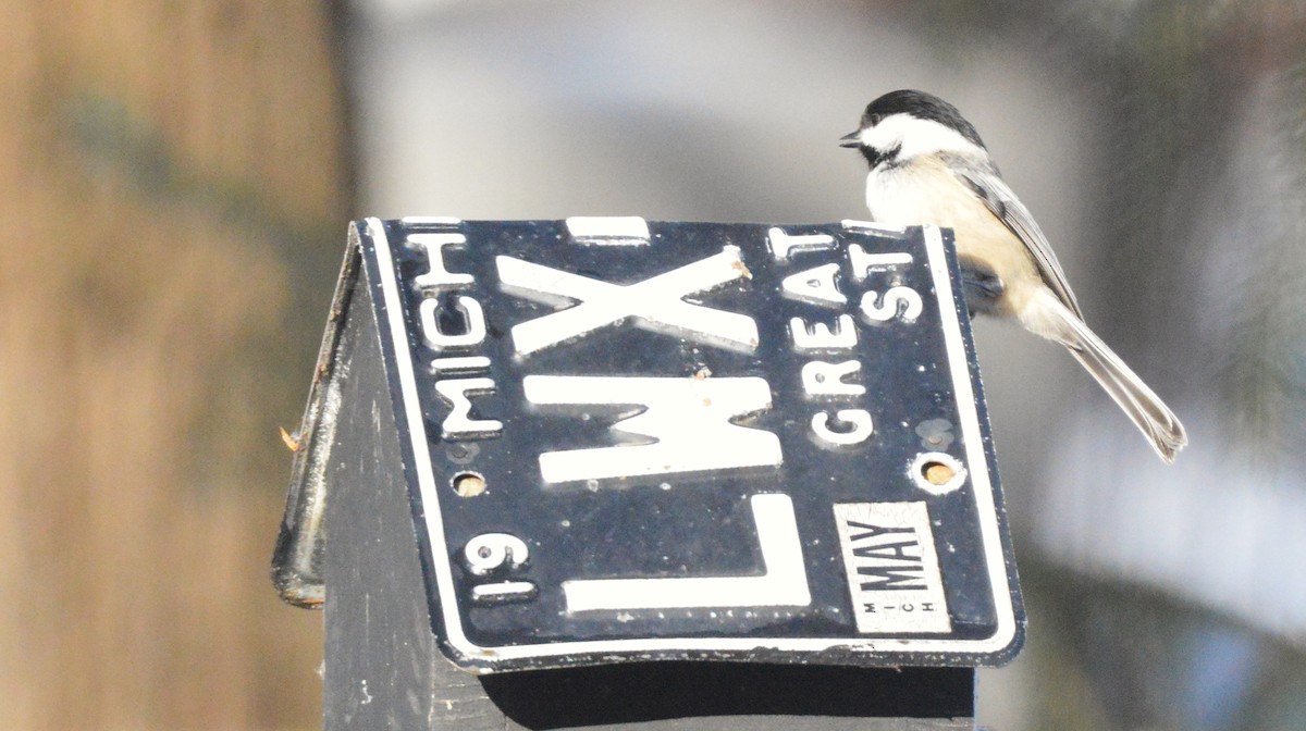 Black-capped Chickadee - ML651055800