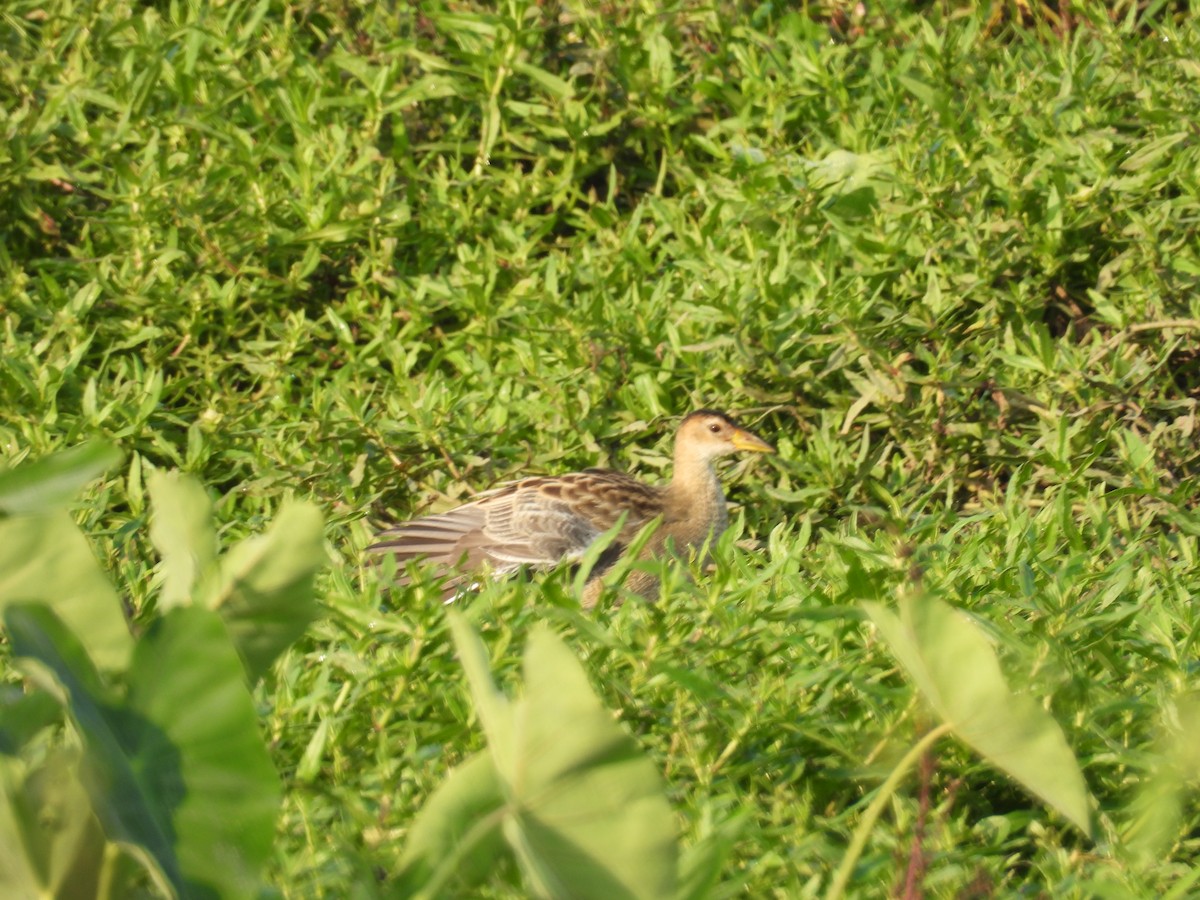 Watercock - ML651055828