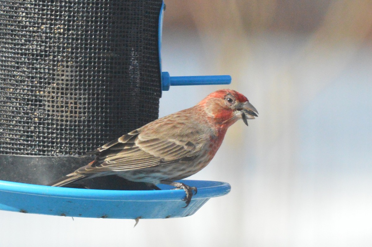 House Finch - ML651055856